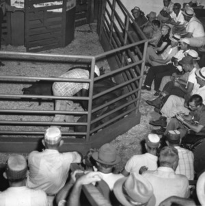 Unknown event, possibly livestock judging or auction.