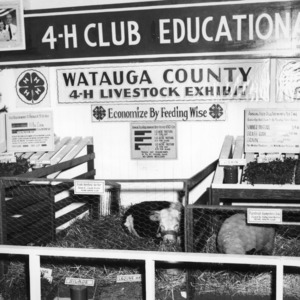 Watauga County, North Carolina, 4-H Club livestock exhibit, North Carolina State Fair