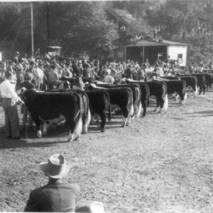 4-H club members showing their cows at a show