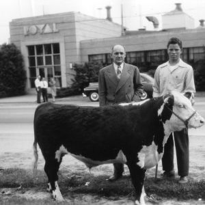 4-H club member and unidentified man standing next to a cow in front of a building on Hillsborough Street in Raleigh