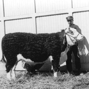 Two 4-H club members holding a bull