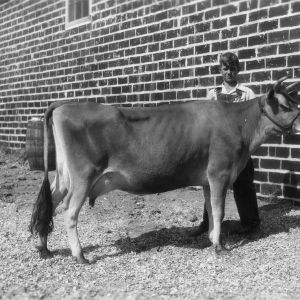 4-H club member showing his cow