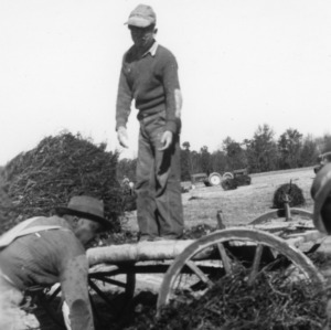 Two unidentified men harvesting their peanut crop as part of a 4-H club peanut project in Chowan County, North Carolina
