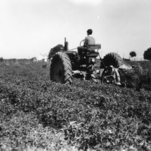 Unidentified boy working in a peanut field as part of a 4-H club peanut project in Chowan County, North Carolina
