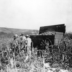 An unidentified man harvesting corn in his field in North Carolina