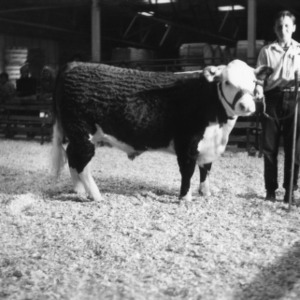 4-H club members showing his cow