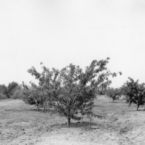 Orchard works in Cleveland County, North Carolina, 1938