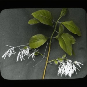 Flowering branch of Fringe tree