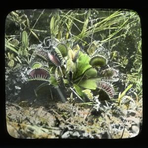 Group of venus' fly-traps ready for insects