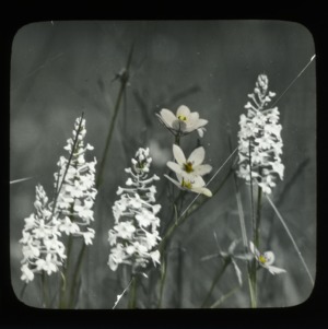 Southern white bog orchid and Sabatia campanulata