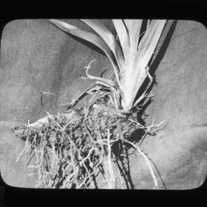 Rhizome of Zygadenus glaberrimus