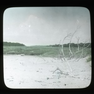 Black needle rush marsh