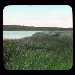 Juncus marsh, salt creek, and maritime forest in background