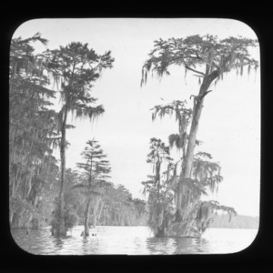 Ancient cypress trees with Spanish moss