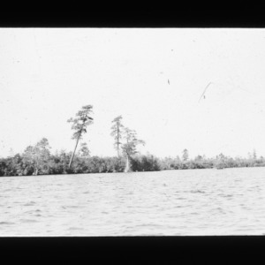 Large pine and old cypress on a Carolina Bay lake rim