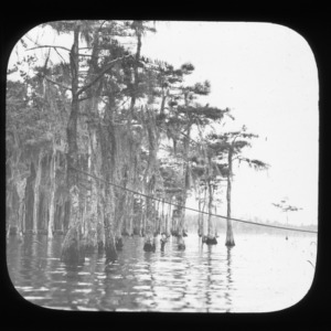 Cypress in Carolina Bay lake