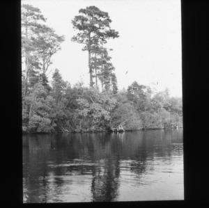 Old longleaf pine along a bay rim with mixed hardwood forest