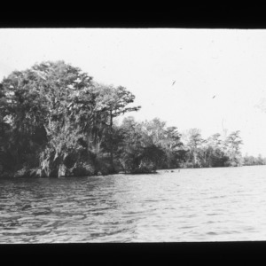 Old cypress along a Carolina Bay lake rim