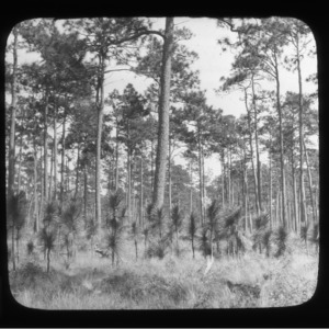 Seedling and adult longleaf pines