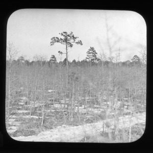 Turkey oak and longleaf pine, the two trees of the coarse sands