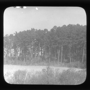 Lake Raleigh Woods pine forest, North Carolina State University