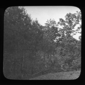 Pine-oak-hickory forest in Wake County, North Carolina