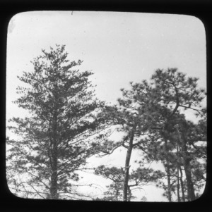 Longleaf pine and loblolly pine comparison