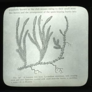Lycopodium annotinum drawing