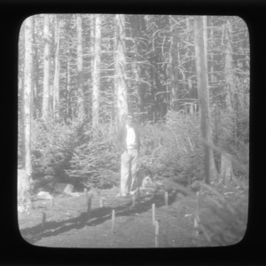 Botanist in dense spruce-fir forest