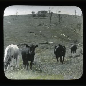 A group of cows in high mountain pasture or bald