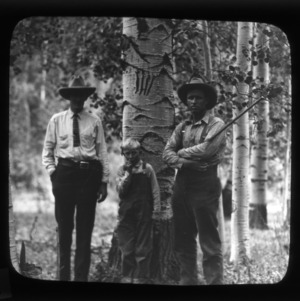 In an aspen grove with two men and a boy