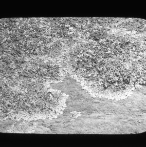 Lichens on granite