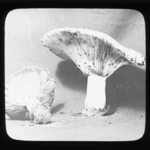 Lactarius mushroom