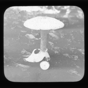 Mushroom (Amanita strobiliformis)