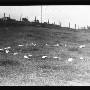 Fairy ring in cow pasture
