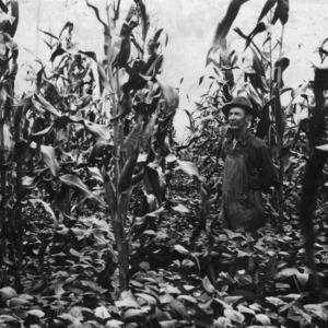 Man standing in a field of corn, with another crop between the rows