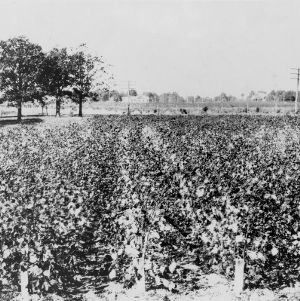 Cotton breeding plots at agricultural experiment station, Raleigh, N.C.