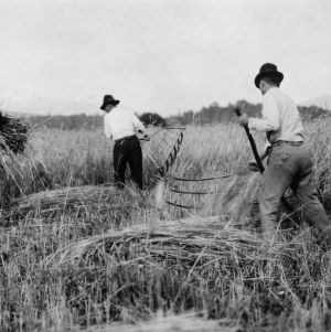Wheat farm operations, Buncombe County, N.C., July 1919. Cutting wheat with cradle and binding by hand