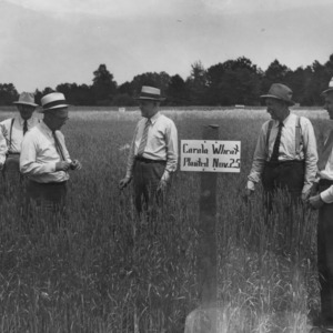 Dr. I. O. Schaub and others in demonstration plot of carala wheat