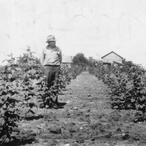 On acre red raspberry field, grown by D. R. Moore, 1934