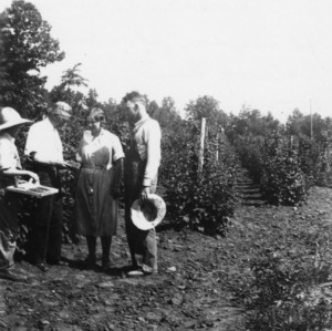 J. F. Pressley's latham red raspberry planting, July, 1935