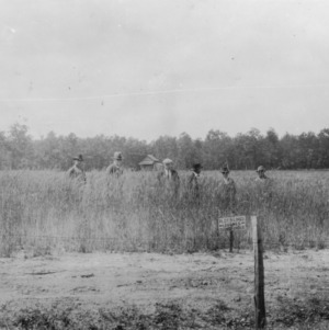 Group of men examining a plot of legumes growing in soil with lime added to it and turned under, May 1927