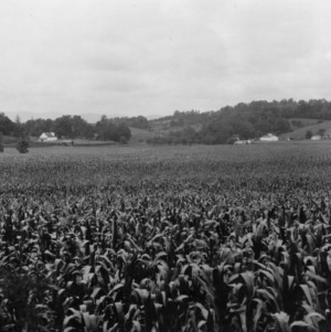 Large corn field with homes in the background, ca. 1930