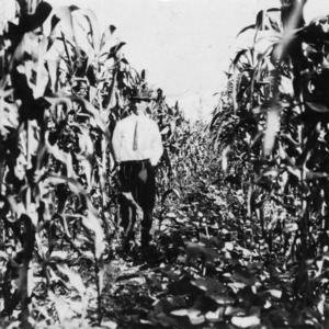 Man standing between alternate rows of corn and cowpeas