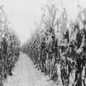 Corn after a poor crop of vetch turned under, October 1920