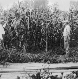 West's prolific corn. Jake West, Kinston (Lenoir Co.), N.C., July 19, 1926
