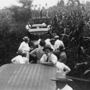 Corn growing fifteen feet high in Lyon Swamp, near Kelly, North Carolina, August 13, 1931