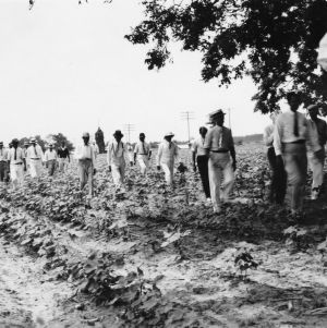Members of the Nash County agronomy and farm management tour viewing a cotton seed treating demonstration in Rocky Mount, North Carolina, June 22, 1937