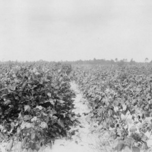 Otootan soybeans compared with cotton on Norfold coarse sand, Vass, North Carolina, September 11, 1928