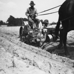 Three North Carolina farmers on horse-drawn cart planting tobacco